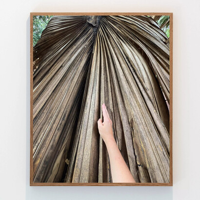 Lucía Pizzani, Palm, C-print. Courtesy of the Bosse & Baum Gallery