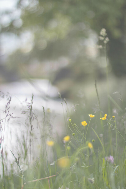 Riverbank reflection