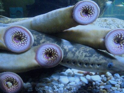 Lampreas