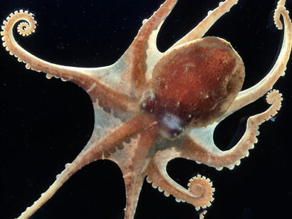 In the Cambridge Declaration it is argued that octopus can feel, like many other animals, a state of consciousness 