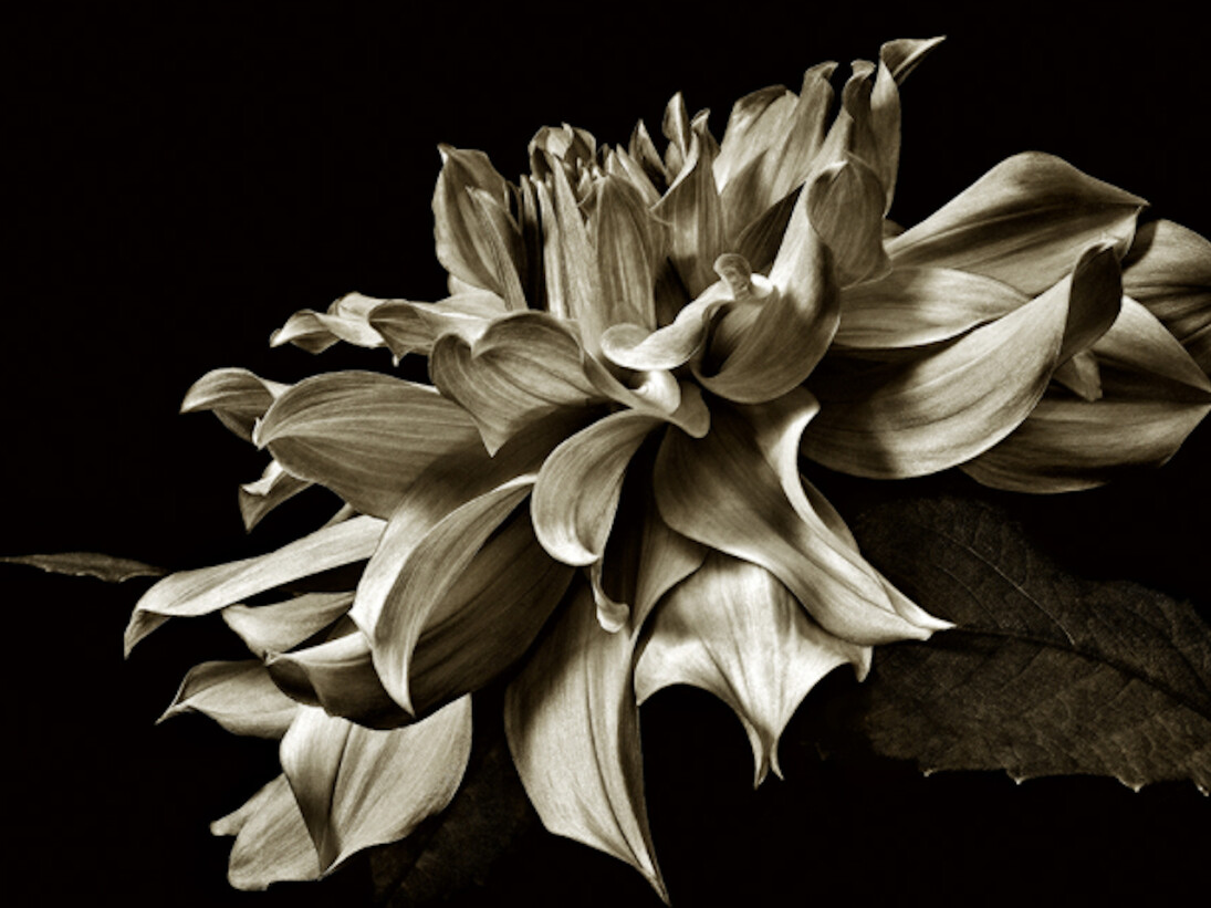 Floraphilia. Courtesy of Soho Photo Gallery 
