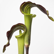 Sharon Core, Jack in the pulpit, 2022. Courtesy of Yancey Richardson Gallery