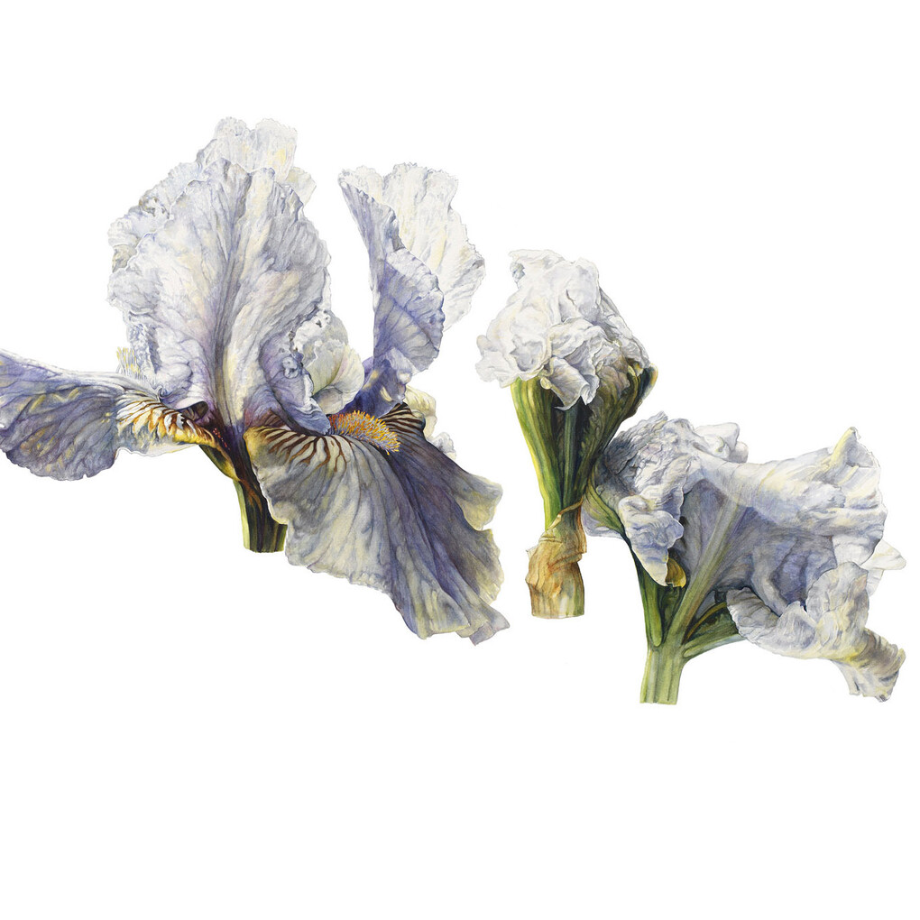 Rosie Sanders, Iris Love’s tune, Watercolour on Arches 640gsm paper, 102.5 x 154.5cm/40.25x61ins