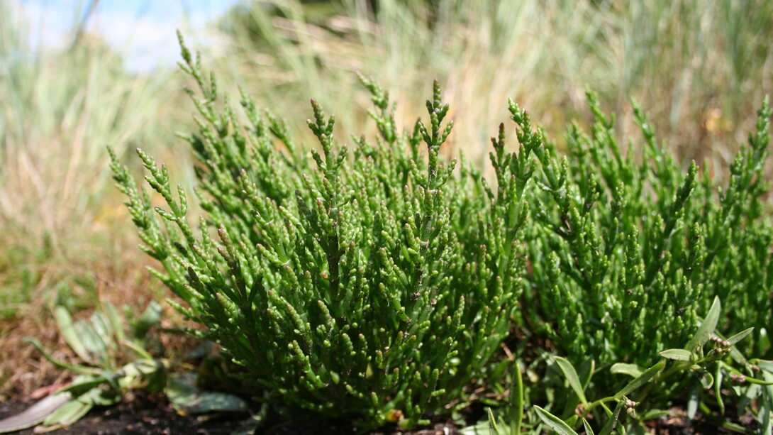 La salicornia è una pianta alofila che cresce spontaneamente in ambienti salmastri come coste, saline e lagune, adattandosi perfettamente a terreni ricchi di sale