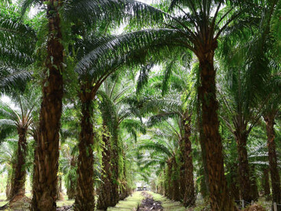 The significance of decisions regarding palm oil in shaping brand reputation and long-term business sustainability, particularly within sectors like ice cream manufacturing