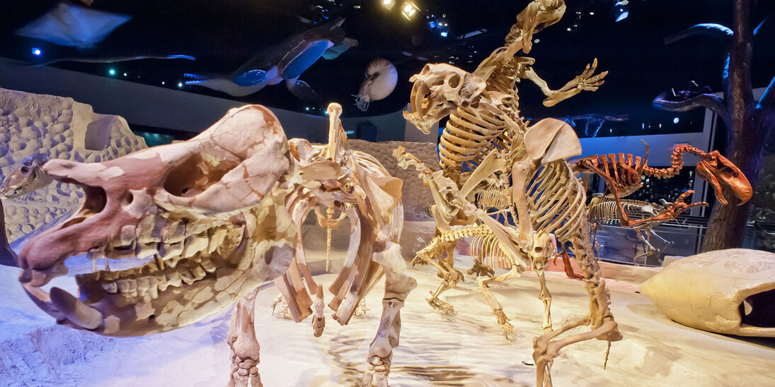 Florida Fossils. Courtesy of Florida Museum of Natural History