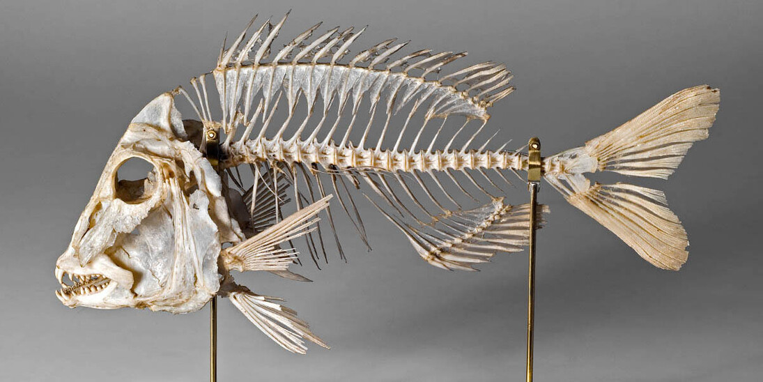 Fishes. Courtesy of Museum für Naturkunde