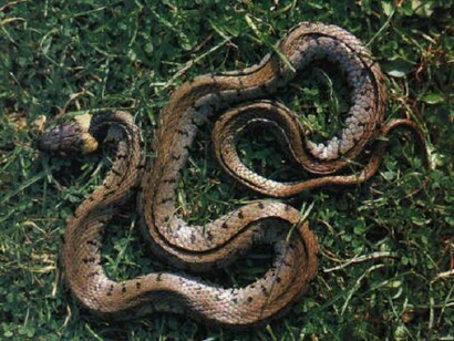 Snake, medicine´s symbol