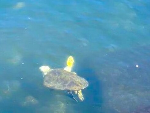 Tartarugas na Baía da Guanabara