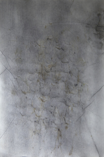 Edgar Massul  *das tuas margens, algumas plantas espremidas, 2014 (séries)