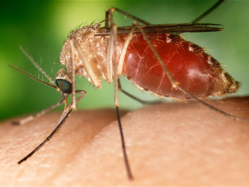 Mosquito del género Anopheles