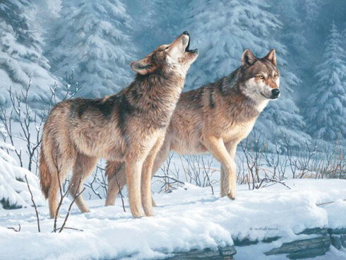 Creature della foresta