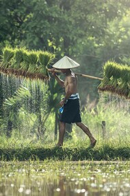A villager in Vietnam uses the resources provided by nature in a sustainable method in the Anthropocene Epoque