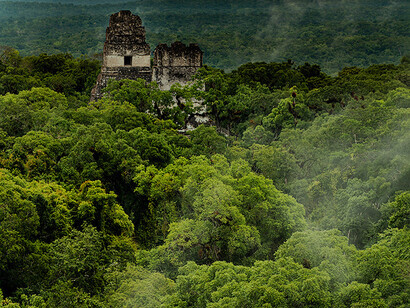 Pirámides mayas de Tikal ubicadas en la Selva de Petén, Guatemala