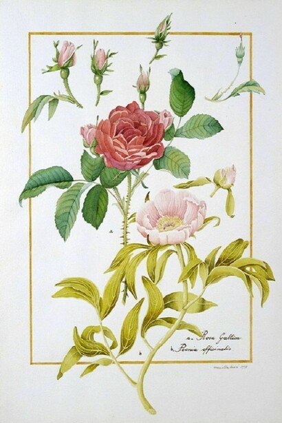 Rosa gallica e Peonia officinalis