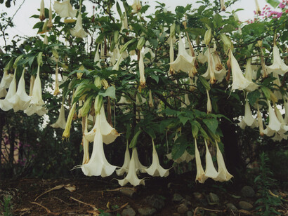 Hannah Collins, The Fertile Forest (detail)