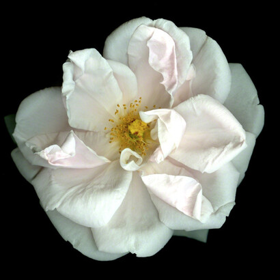 Katinka Matson. Courtesy of Eric Buterbaugh