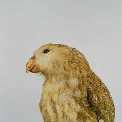 Sean Dooley, Kakapo, courtesy Sean Dooley/Horniman Museum and Gardens