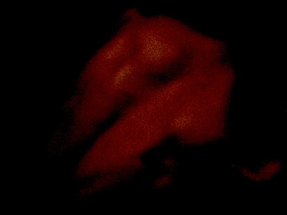 Entregados a los desvelos del amor