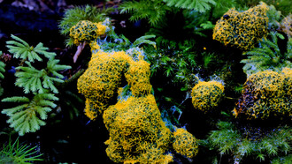 As Physarum polycephalum expands its territory, it illustrates the fascinating interplay between growth and reproduction in the life cycle of slime moulds