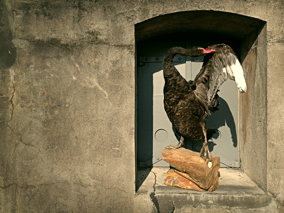 Black Swan, 2014, courtesy of Sinke and van Tongeren