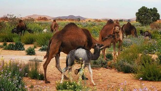 Oasi marocchina, Marocco, Africa