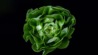 Eating more greens is an excellent way to detoxify your body