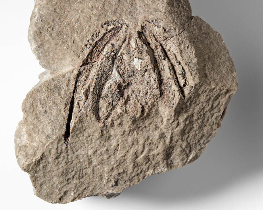 Fossile Fische und Amphibien. Courtesy of Museum für Naturkunde