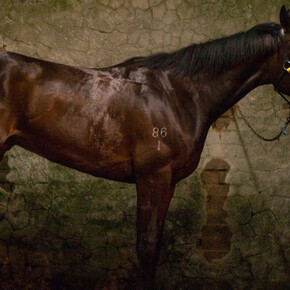 Advanced Track Program. Courtesy of ICP