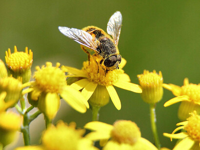 A bee and the choice of flowers