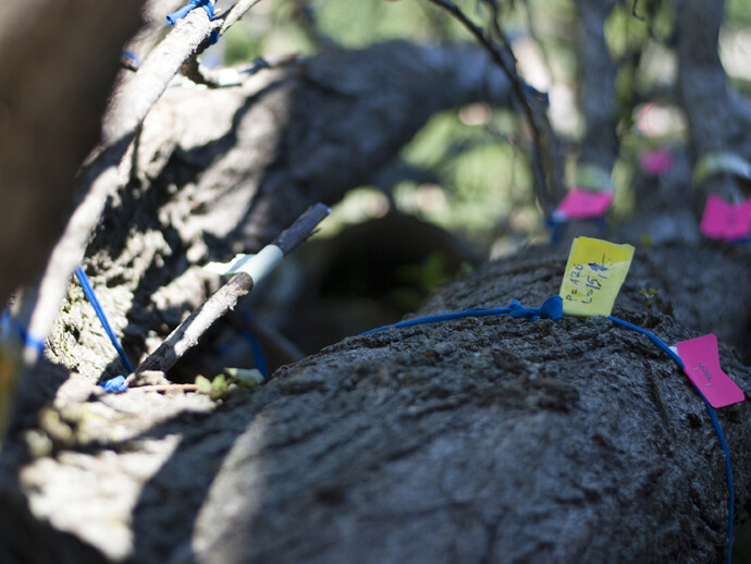 Pep Vidal. Árbol de 19 metros. Imagen cortesía de ADN Galería. Paula Artés (©)