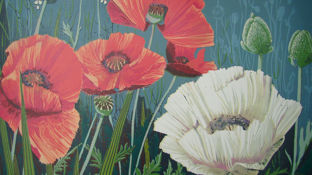 Anne Hickmott, Spring boarder poppies