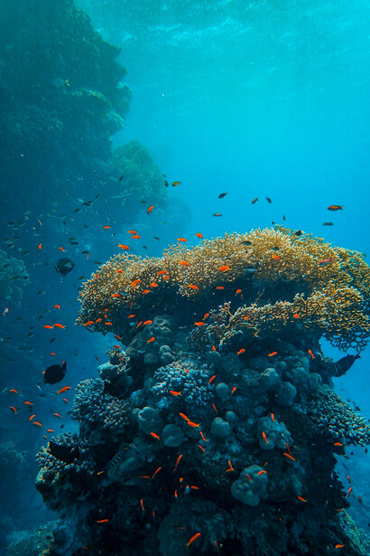 The rich ecosystem in oceans is vulnerable to climate change