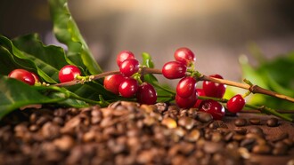 The coffee plant