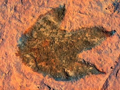 Fossile. Tutto ciò è avvenuto ovviamente lungo un corso del tempo estremamente lungo, ed attraverso la creazione spontanea di nuovi equilibri ecosistemici