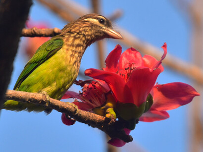 Whitecheeked barbet & silkcotton flower, Panchagani © Ashish Kothari