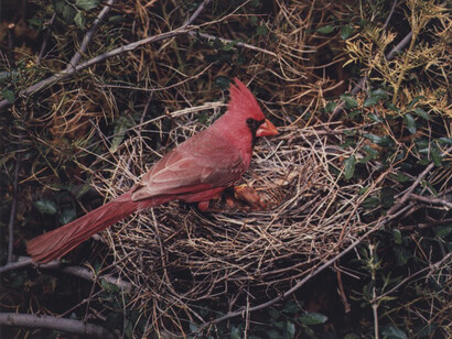 (Arizona) Northern Cardinal, Male, X-9 Ranch, Arizona, May 5-6, 1952
Eliot Porter (1901–1990)