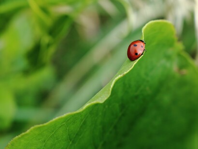 La sublime e incomprensible belleza de los seres vivos