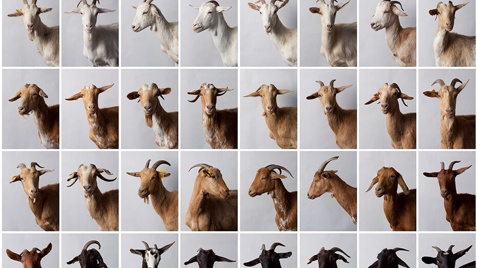 Juan del Junco, El rebaño (El lenguaje), 2013. Cortesía del Centre Pompidou Málaga