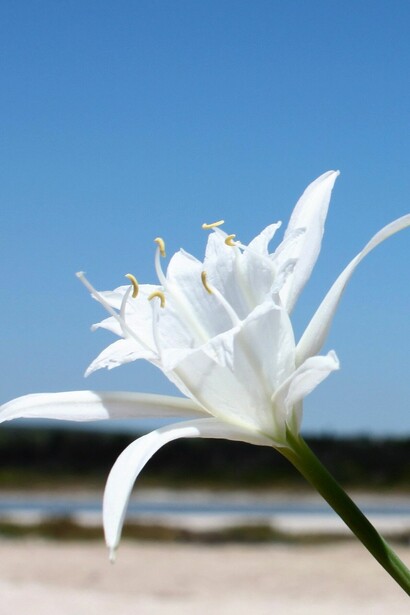 En la Apulia del territorio foggiano