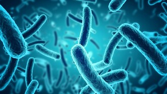 Muchas bacterias son beneficiosas para los seres humanos, aunque suelen ser más conocidas por las pocas que causan enfermedades