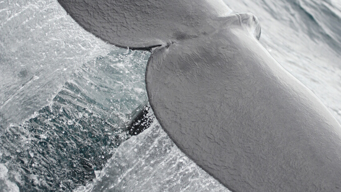 Sperm Whale © Gehan de Silva Wijeyeratne