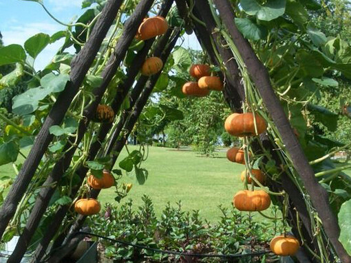 Pumpkins