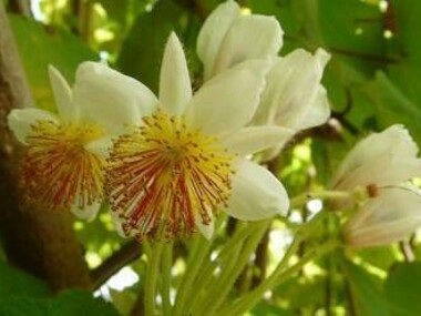 Fiori di tiglio