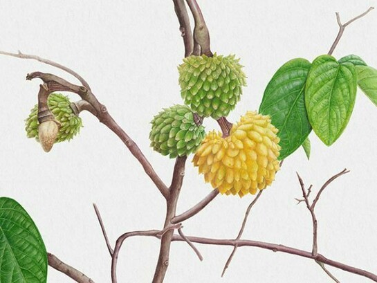 Miguel Cunha, Brasilia, Brazil, Araticum (Anona species), Watercolor on paper, 2012, 27 x 17 in (68.5 x 43.1 cm)