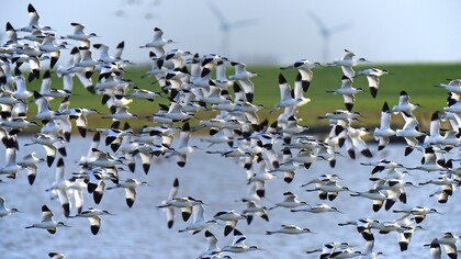 Aves migratorias en busca de calor