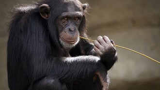 Chimpancé