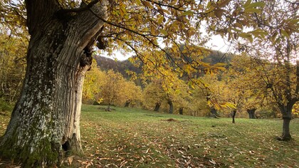 Valle del Vignale, provincia di Firenze, Toscana, Italia