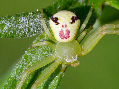 Ebrechtella tricuspidata
