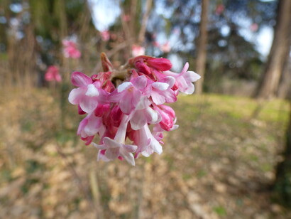 Parco Sempione, Viburno x bodnantense